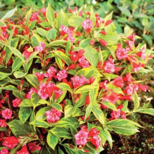 Rózsalonc (Weigela ‘Brigela’)