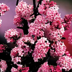 Téli bangita (Viburnum bodnantense ‘Dawn’)