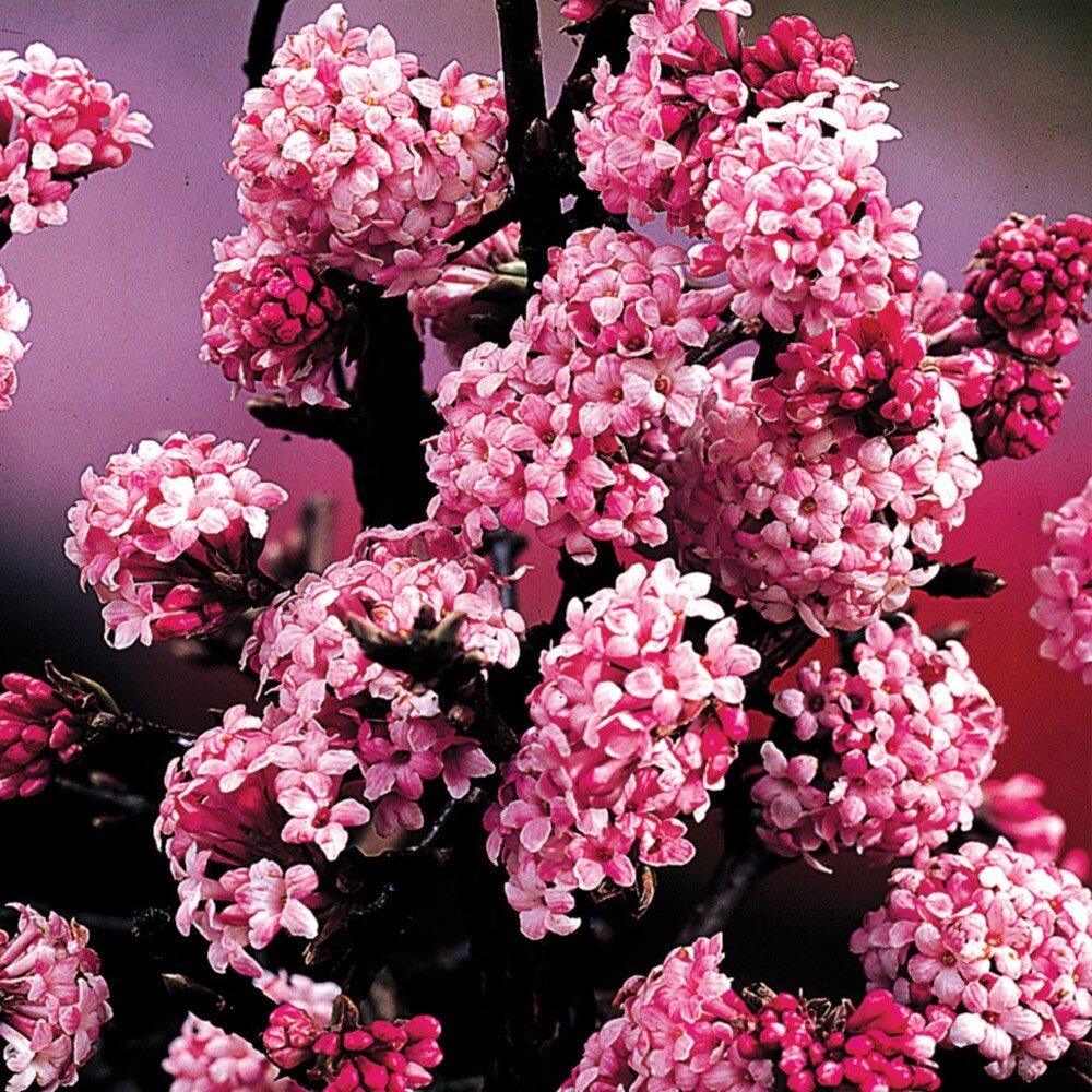 Téli bangita (Viburnum bodnantense ‘Dawn’)