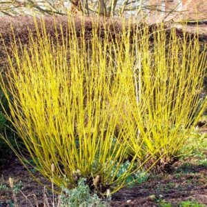 Sárgavesszős som (Cornus stolonifera ‘Flaviramea’)