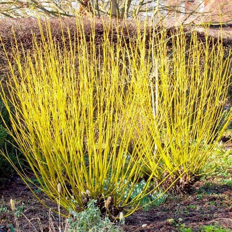 Sárgavesszős som (Cornus stolonifera ‘Flaviramea’)