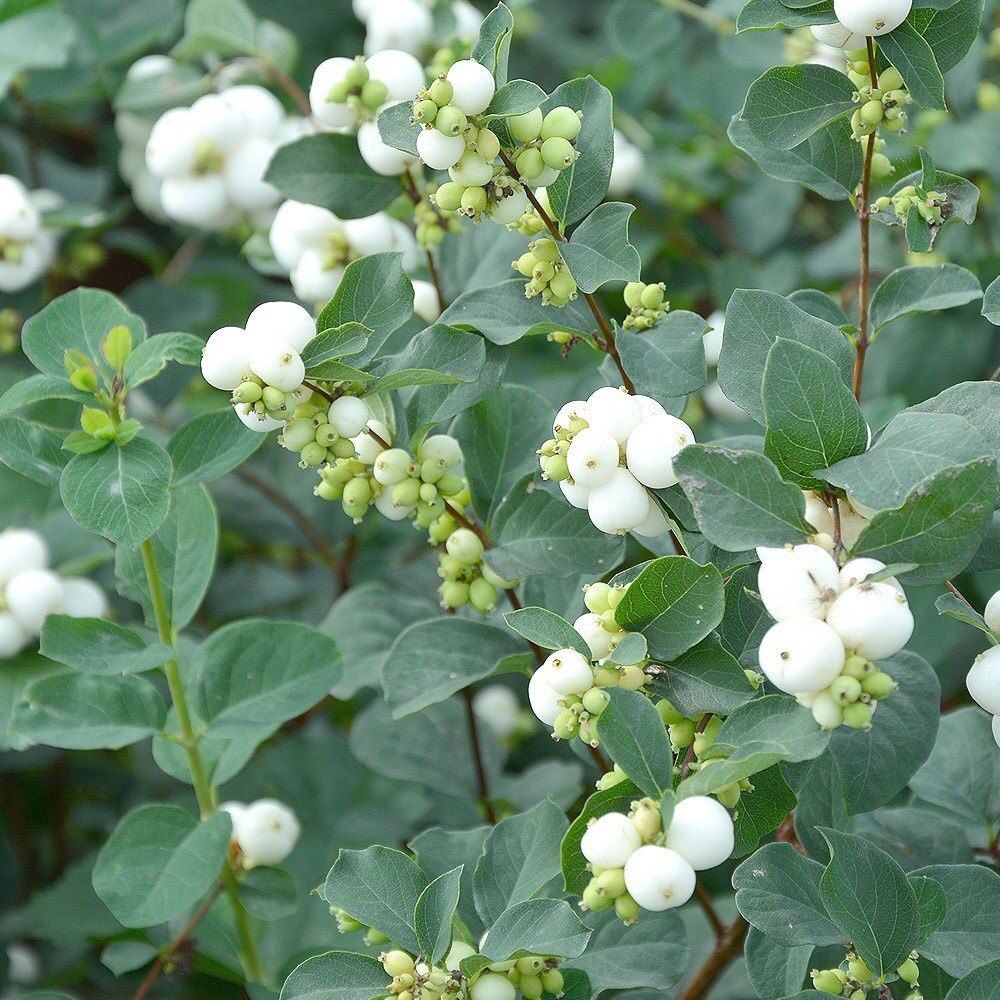 Fehér hóbogyó (Symphoricarpos albus)