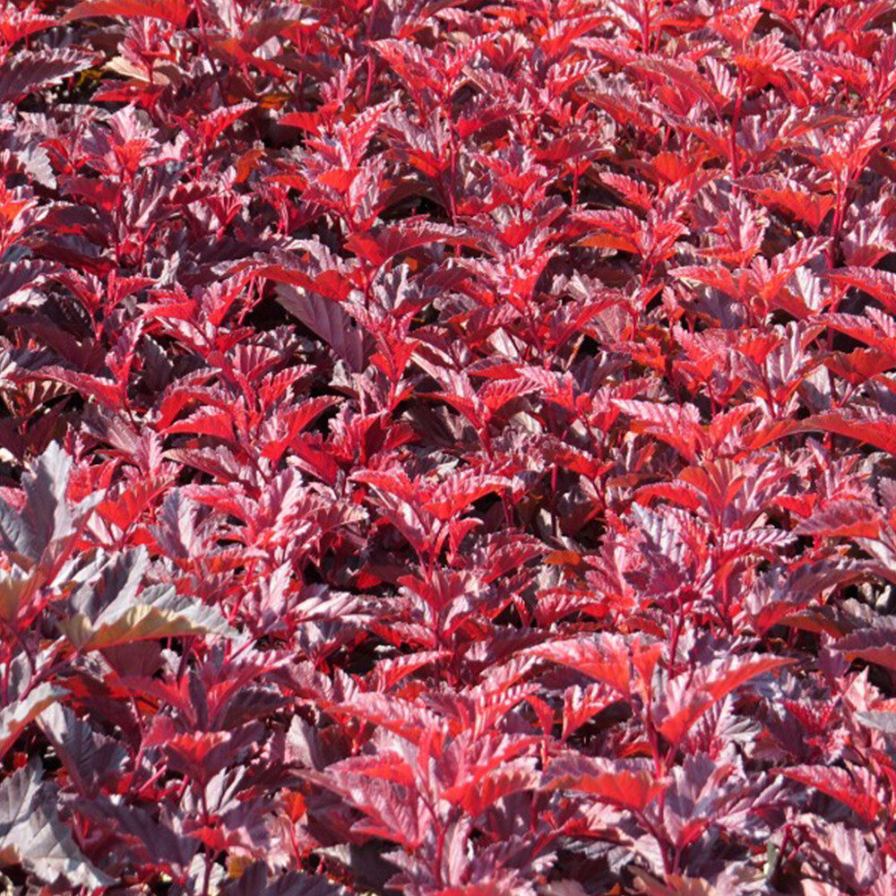 Piros levelű hólyagvessző (Physocarpus opulifolius ‘Schuch’)