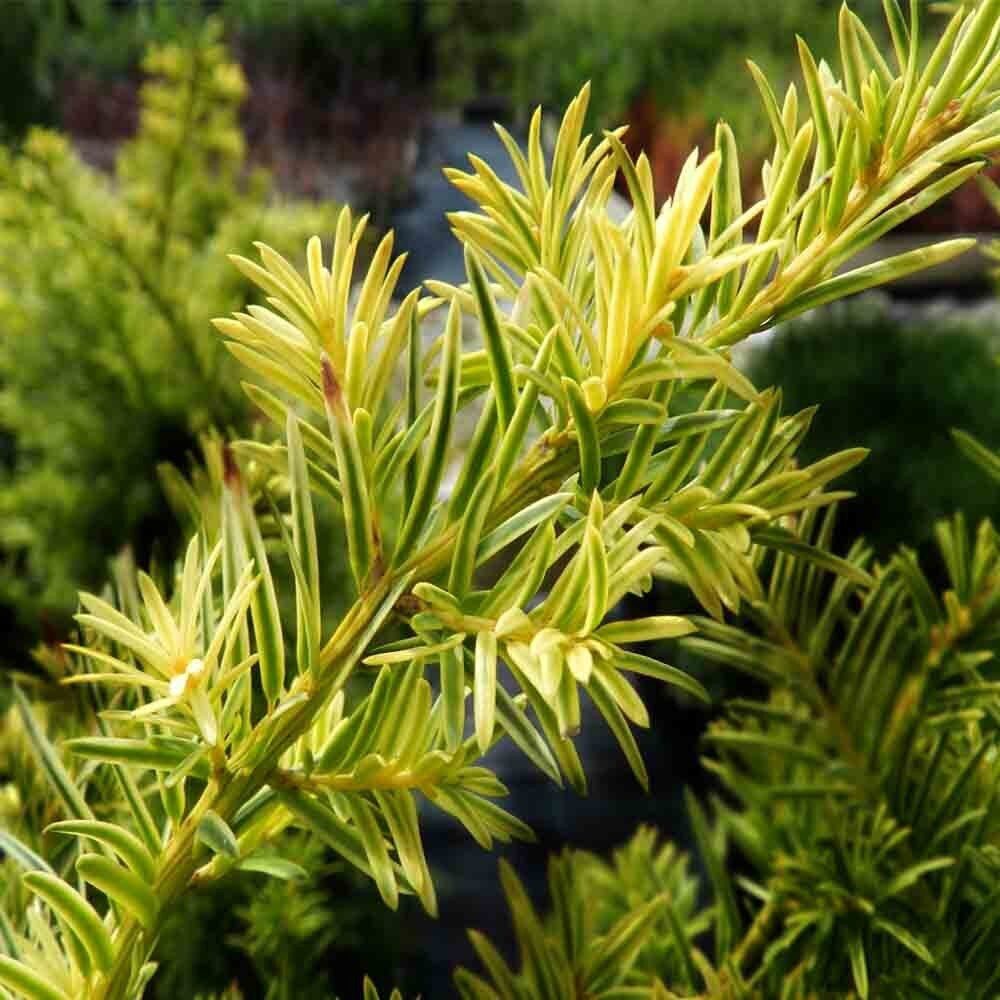 Oszlopos arany tiszafa (Taxus baccata ‘Kleefeld’)