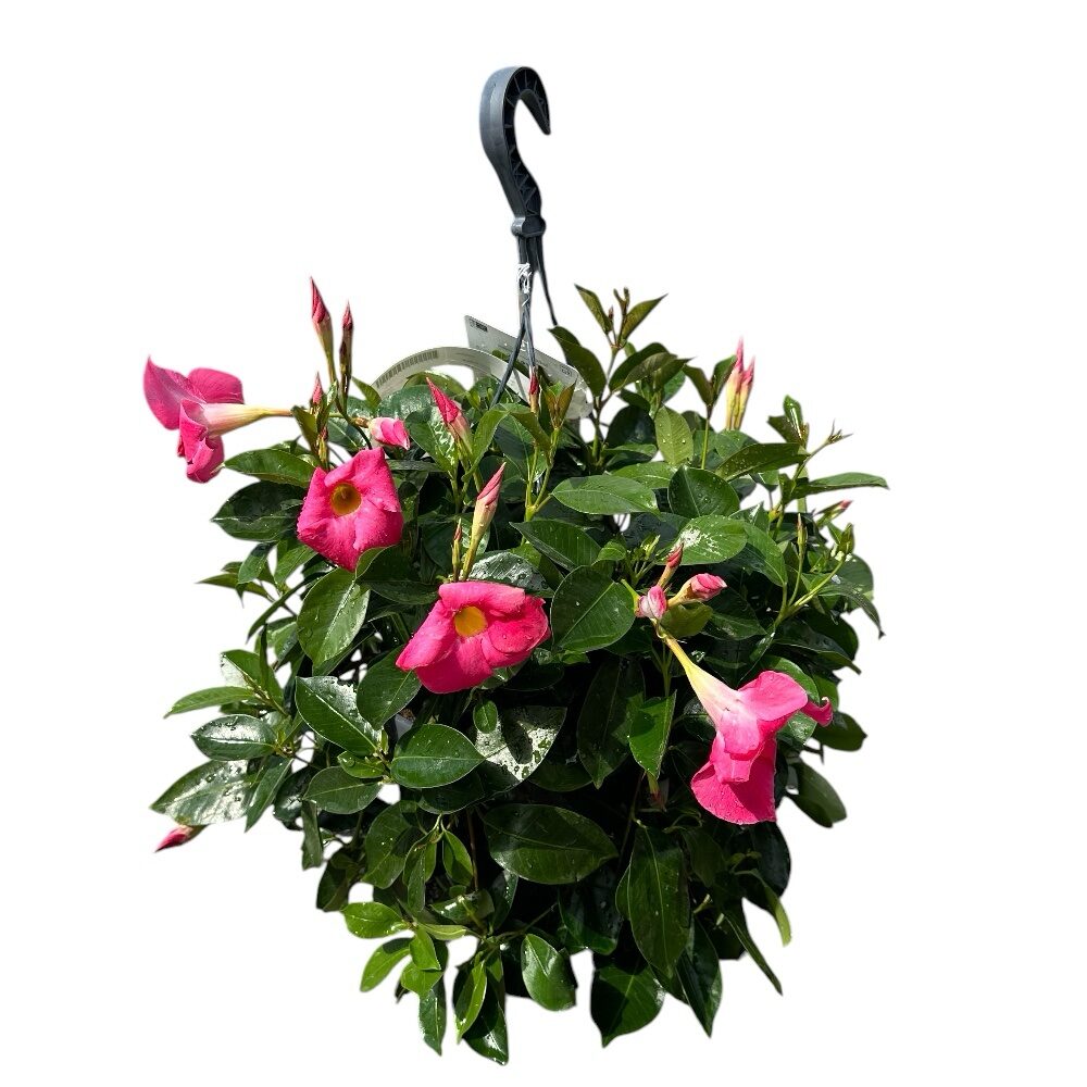 Tölcsérjázmin (Mandevilla ‘Tropical Coast’)