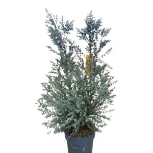 Fagyálló eukaliptusz (Eucalyptus gunnii ‘Azura’)