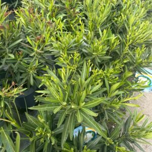 Fehér virágú fagyálló leander (Nerium oleander ‘Evolution’)