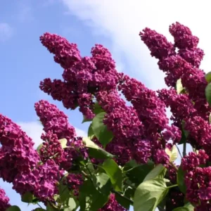 Kerti orgona (Syringa vulgaris ‘Andenken an L. Spaeth’)