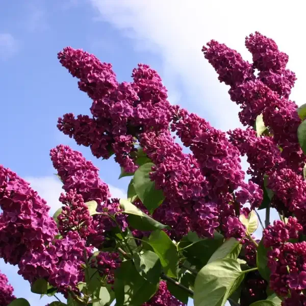Kerti orgona (Syringa vulgaris ‘Andenken an L. Spaeth’)