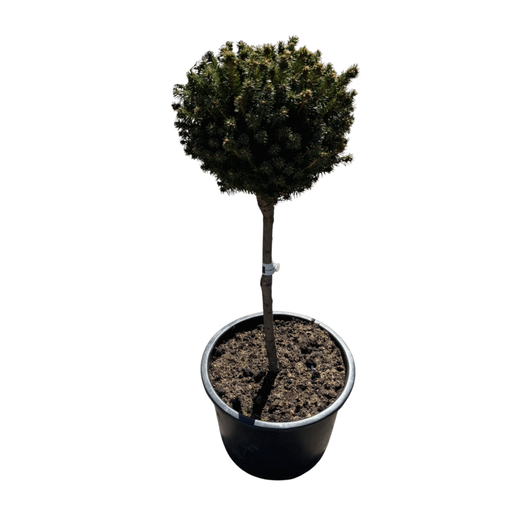 Törzses lucfenyő (Picea abies ‘Mityu’)