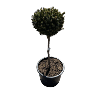 Törzses lucfenyő (Picea abies ‘Mityu’)