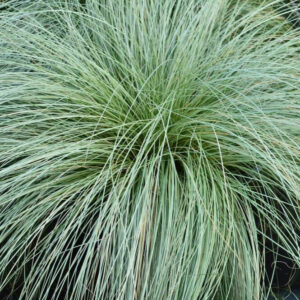 Deres levelű új-zélandi sás (Carex ‘Frosted Curls’)