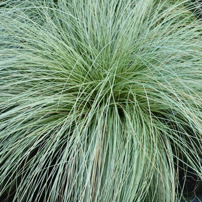 Deres levelű új-zélandi sás (Carex ‘Frosted Curls’)