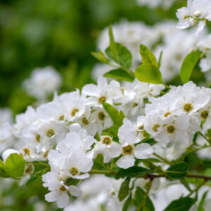 Niagara gyöngyvessző (Exochorda racemosa ‘Niagara’)