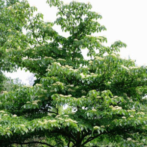 Emeletes som (Cornus controversa)