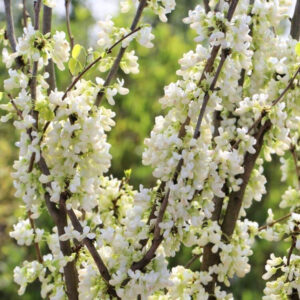 Fehér virágú júdásfa (Cercis chinensis ‘Shirobana’)