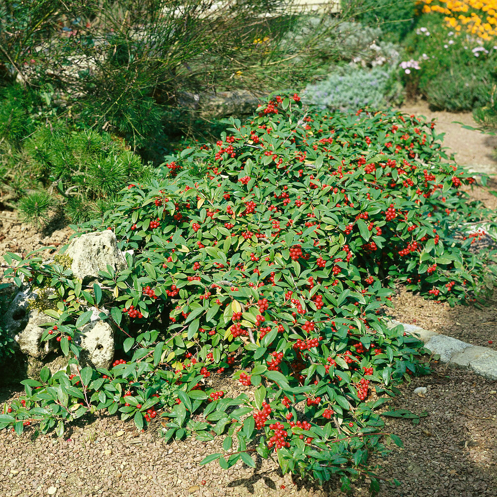 Fűzlevelű madárbirs (Cotoneaster salicifolius ‘Herbstfeuer’)