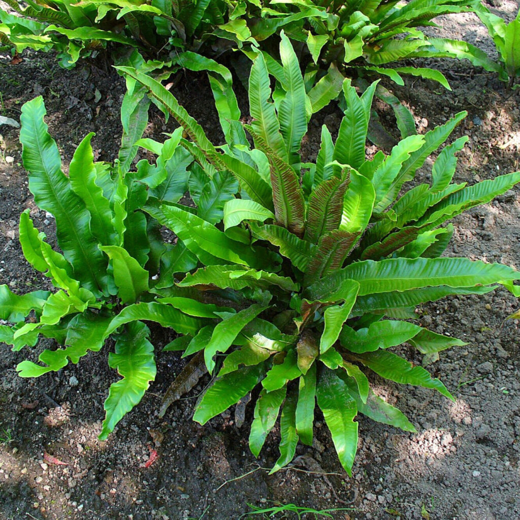 Gímpáfrány (Asplenium scolopendrium)