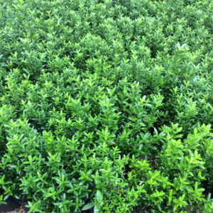Japán kecskerágó (Euonymus japonicus ‘Microphyllus’)