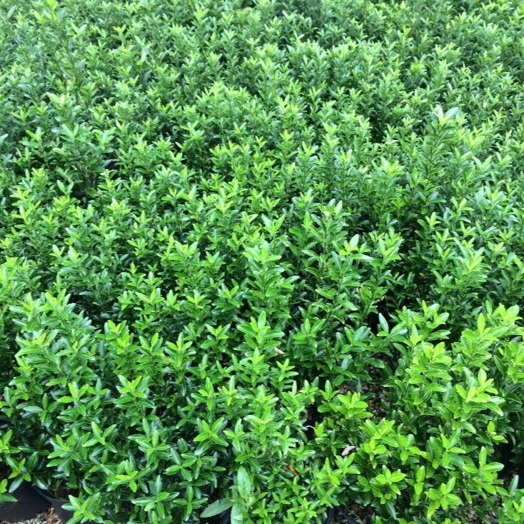 Japán kecskerágó (Euonymus japonicus ‘Microphyllus’)