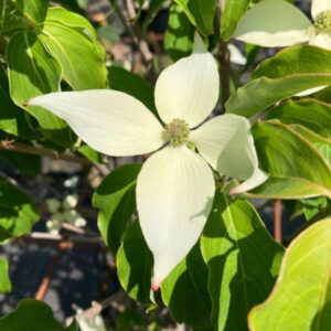 Japán som (Cornus kousa ‘Robert’s Selectie’)