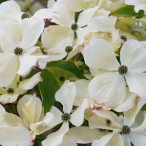 Japán som (Cornus kousa ‘Teutonia’)