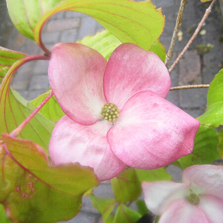 Piros virágú japán som (Cornus kousa ‘Heart Throb’)