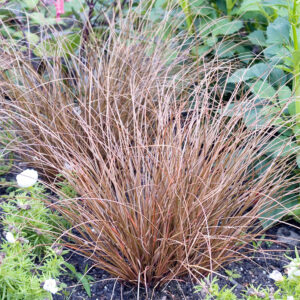 Rézszínű japán sás (Carex ‘Bronze Form’)