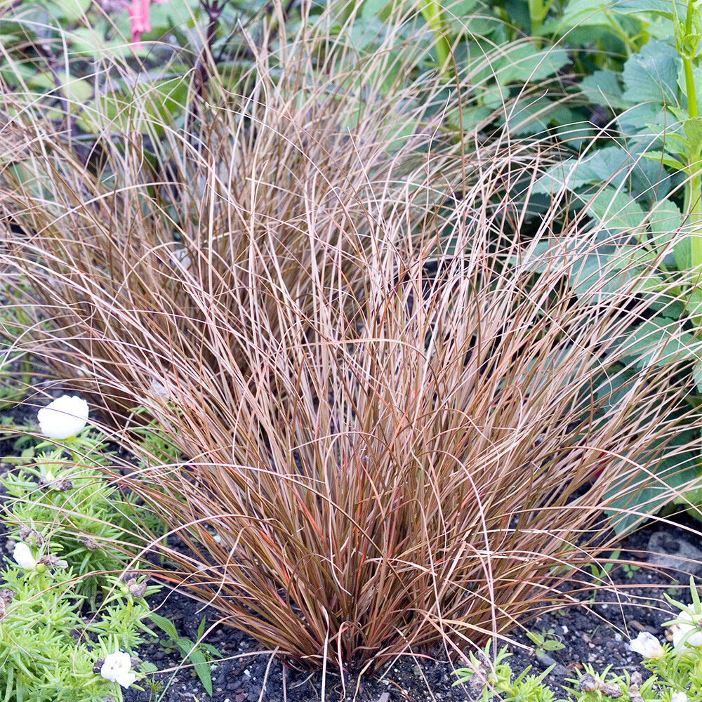 Rézszínű japán sás (Carex ‘Bronze Form’)