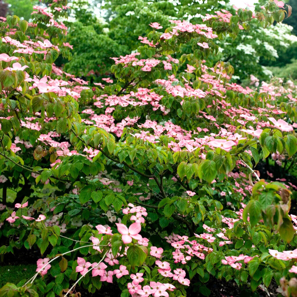 Rózsaszín virágú japán som (Cornus kousa ‘Rosemore Pink’)