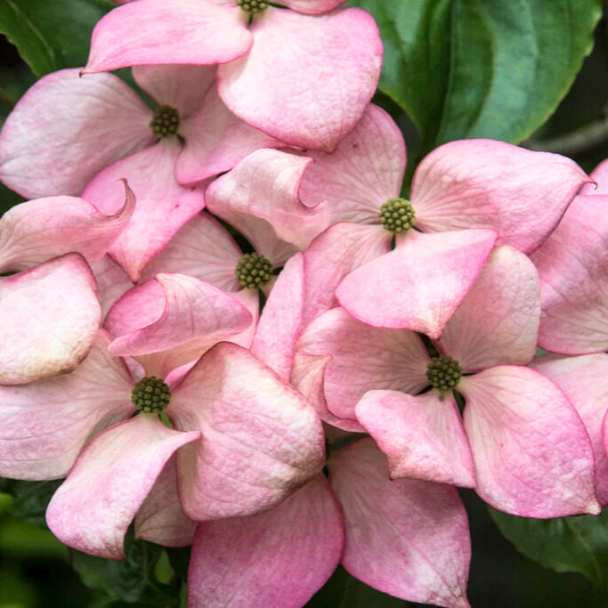 Rózsaszín virágú japán som (Cornus kousa ‘Rosemore Pink’)