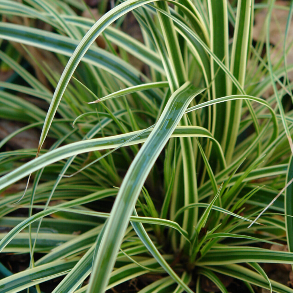 Tarka japán sás (Carex ‘Evercream’)
