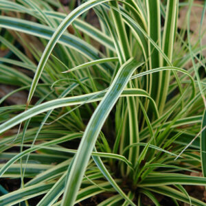 Tarka japán sás (Carex ‘Evercream’)