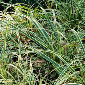 Tarka japán sás (Carex ‘Evercream’)