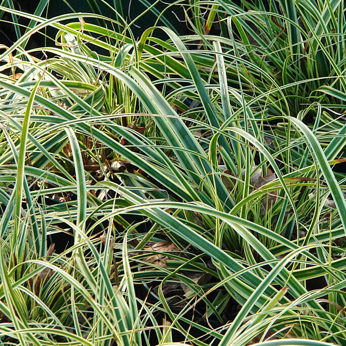 Tarka japán sás (Carex ‘Evercream’)