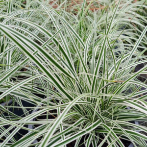 Tarka japán sás (Carex ‘Everest’)