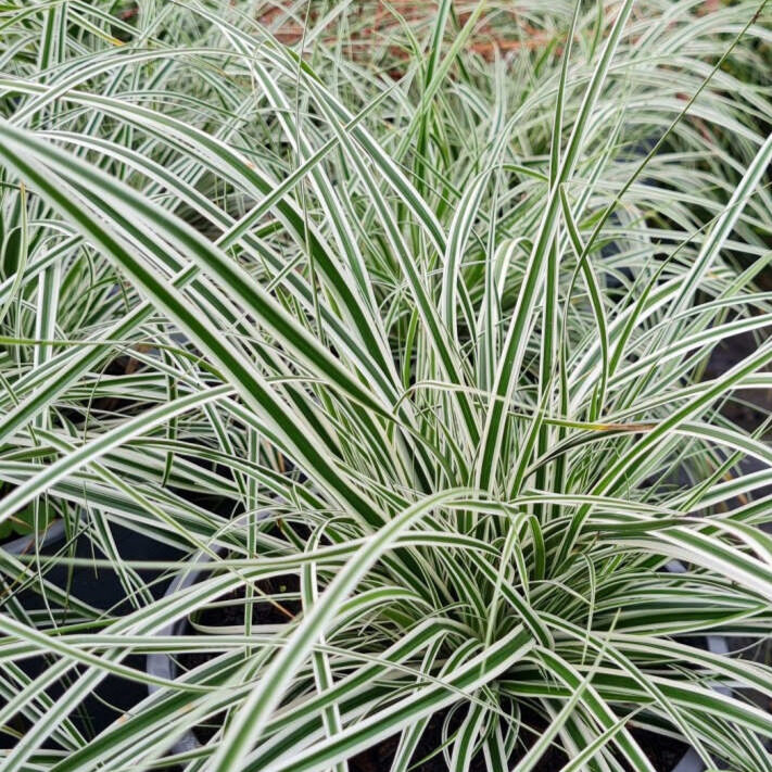 Tarka japán sás (Carex ‘Everest’)