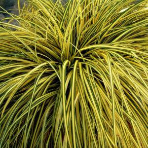 Tarka japán sás (Carex ‘Evergold’)