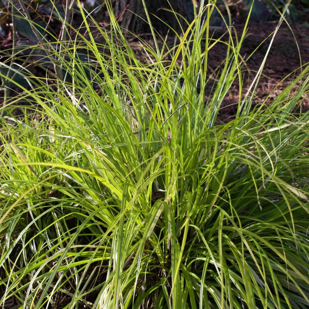 Tarka japán sás (Carex ‘Everillo’)