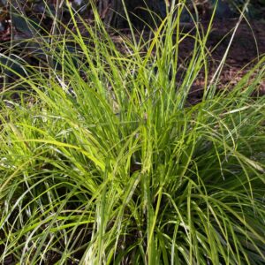 Tarka japán sás (Carex ‘Everillo’)