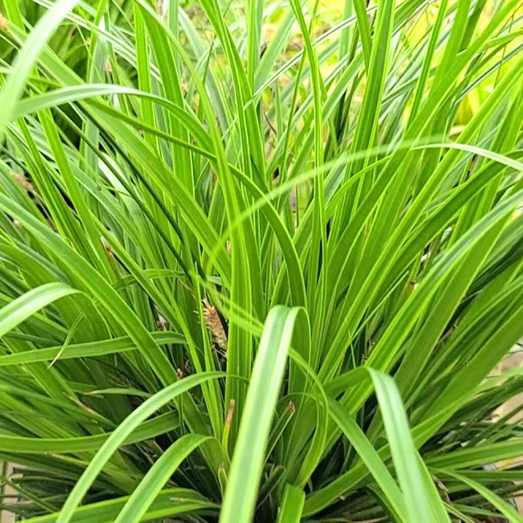 Tarka japán sás (Carex ‘Everlime’)