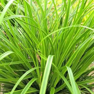 Tarka japán sás (Carex ‘Everlime’)