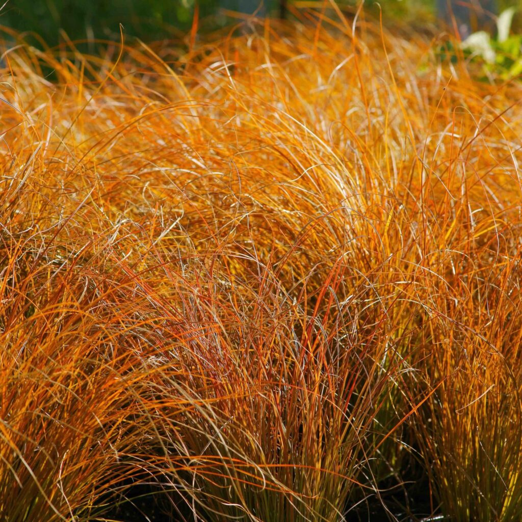 Vöröses új-zélandi sás (Carex ‘Prairie Fire’)