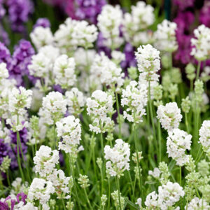 Fehér virágú levendula (Lavandula angustifolia ‘Arctic Snow’)