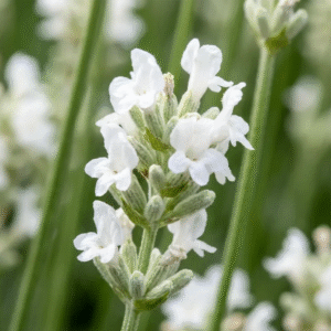 Fehér virágú levendula (Lavandula angustifolia ‘Arctic Snow’)