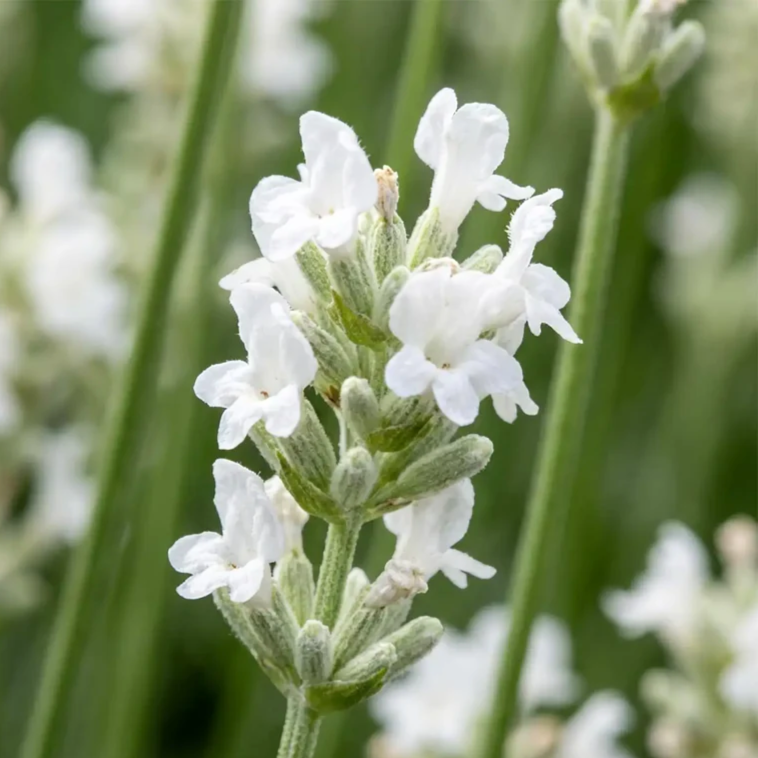 Fehér virágú levendula (Lavandula angustifolia ‘Arctic Snow’)