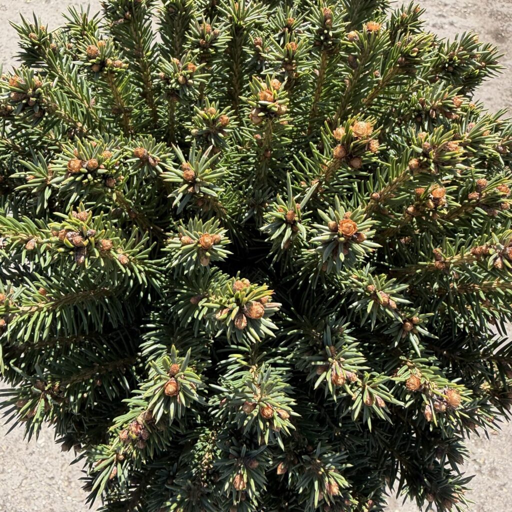 Törzses lucfenyő (Picea abies ‘Mityu’)