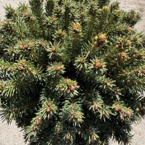 Törzses lucfenyő (Picea abies ‘Mityu’)