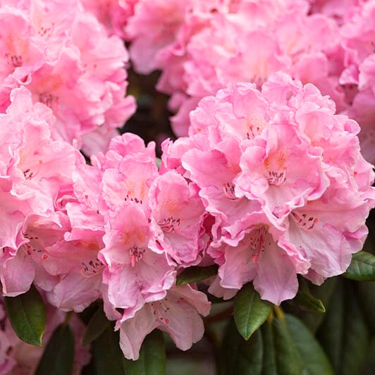 Havasszépe (Rhododendron ‘Hydon Hunter’)