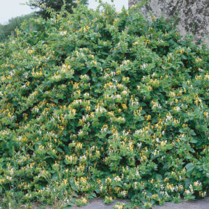 Illatos japán lonc (Lonicera japonica ‘Halliana’)